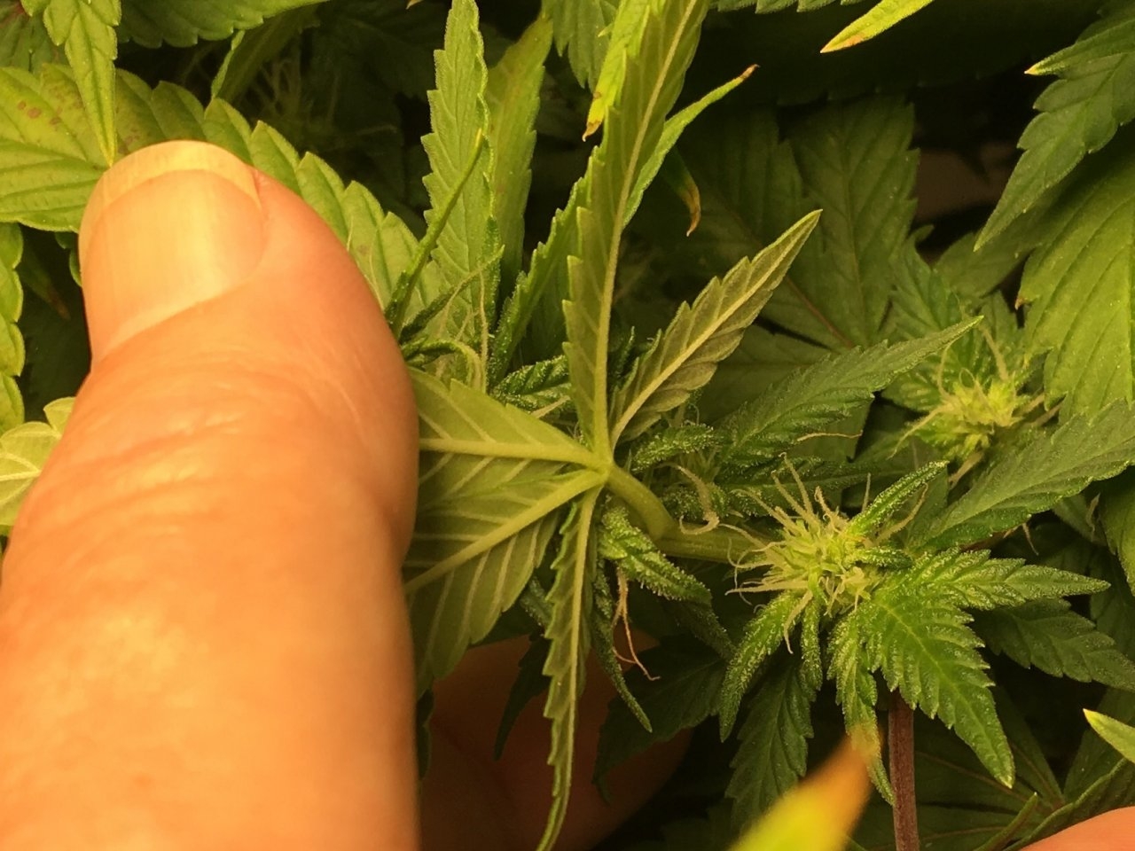 Small bud development: Carnival 6.1 (Day 77, flip + 19)