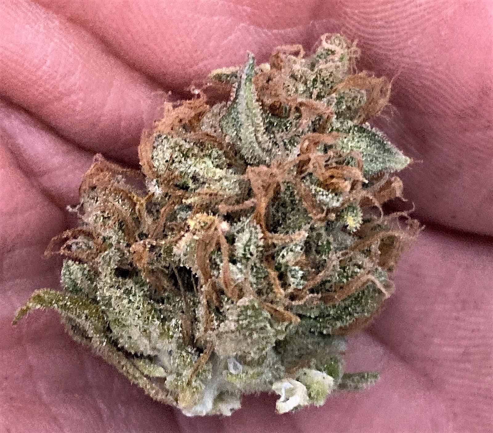 Small bud off today harvest.jpg