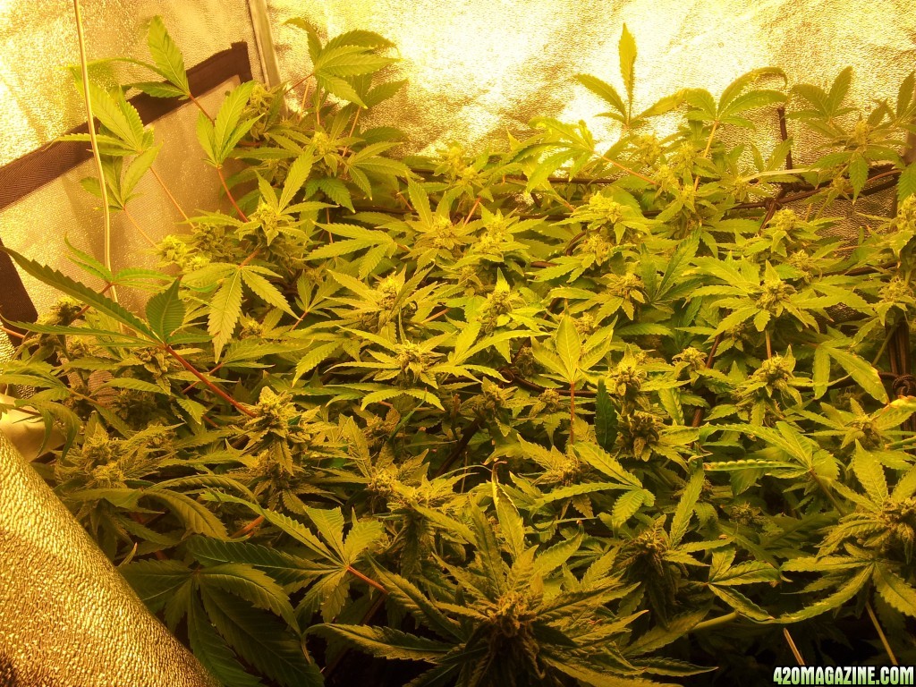 Small tent - 7th week flowering