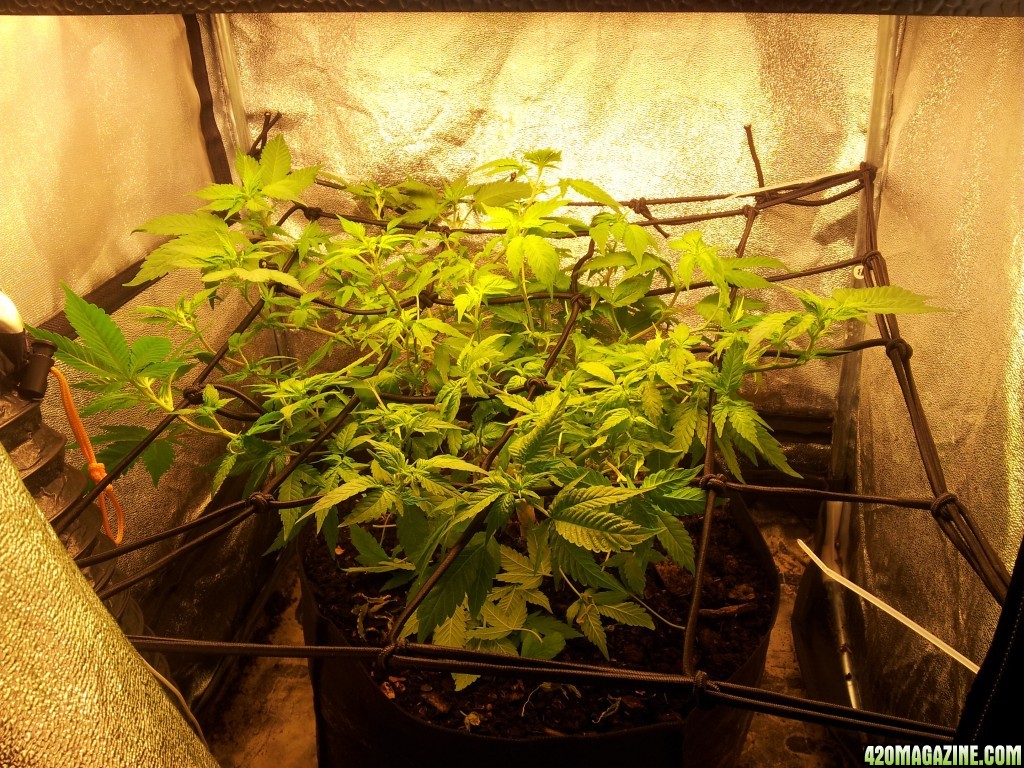 Small tent, old mum, transition to flower