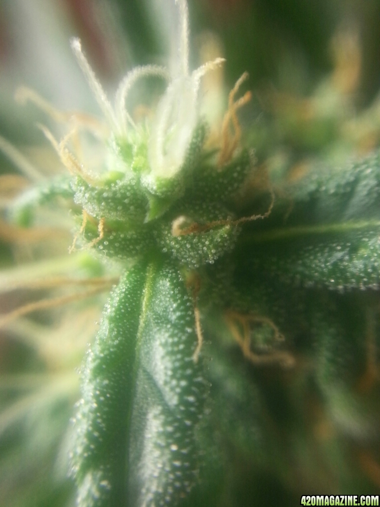 smaller plant trichomes