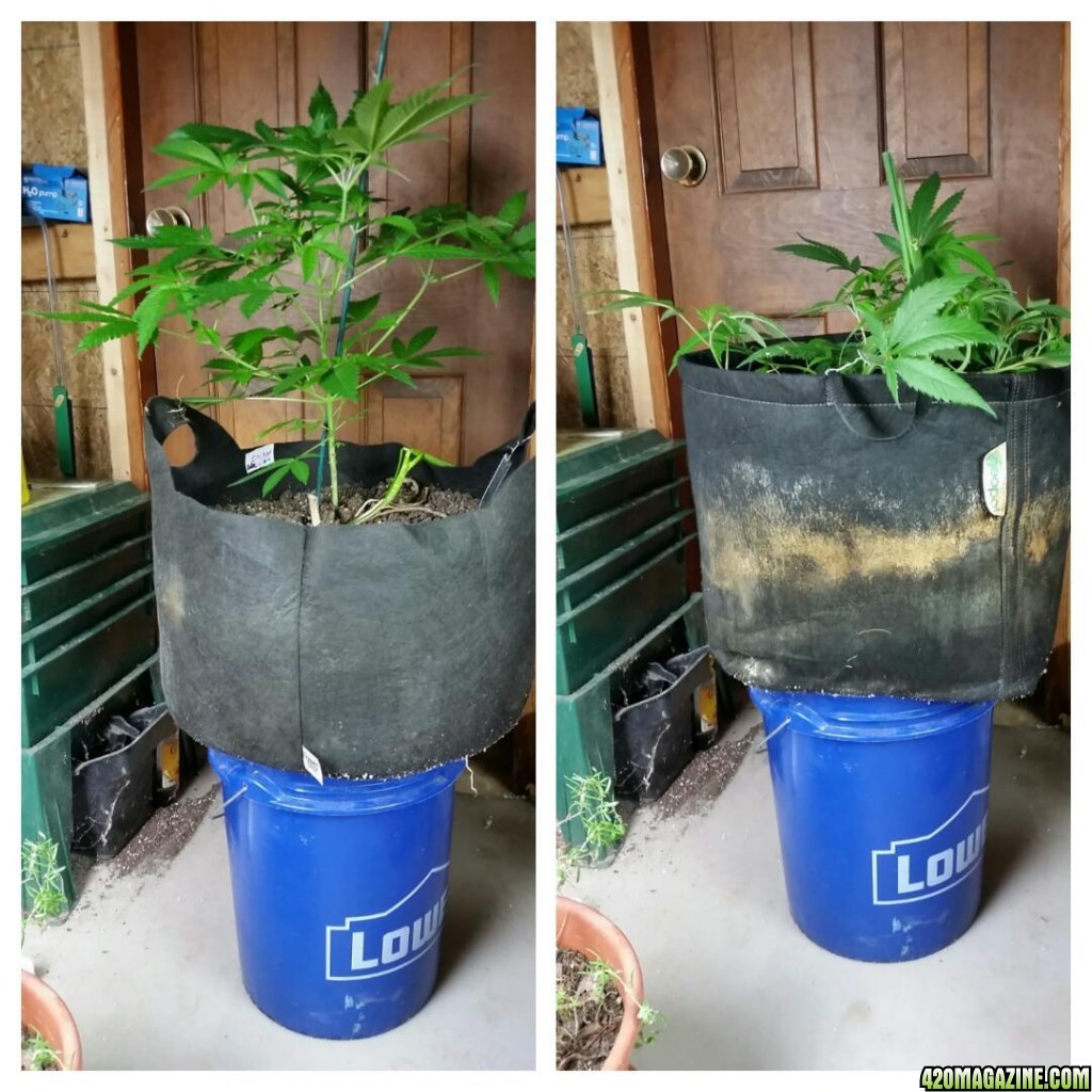 Smartpot vs Geopot