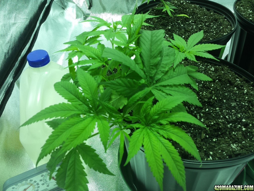 Smokers 420 Grow 11/17/15 Update