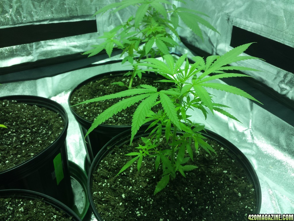 Smokers 420 Grow 11/17/15 Update