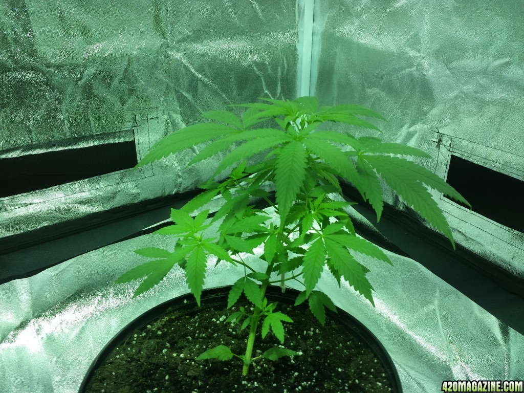 Smokers 420 Grow 11/17/15 Update