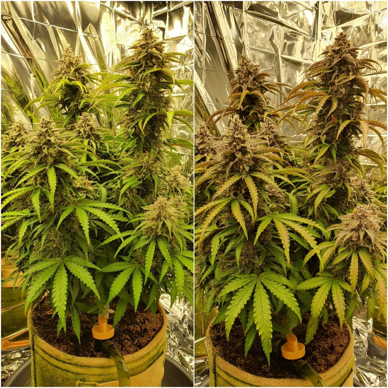 Smoothie auto day 86 vs day 93