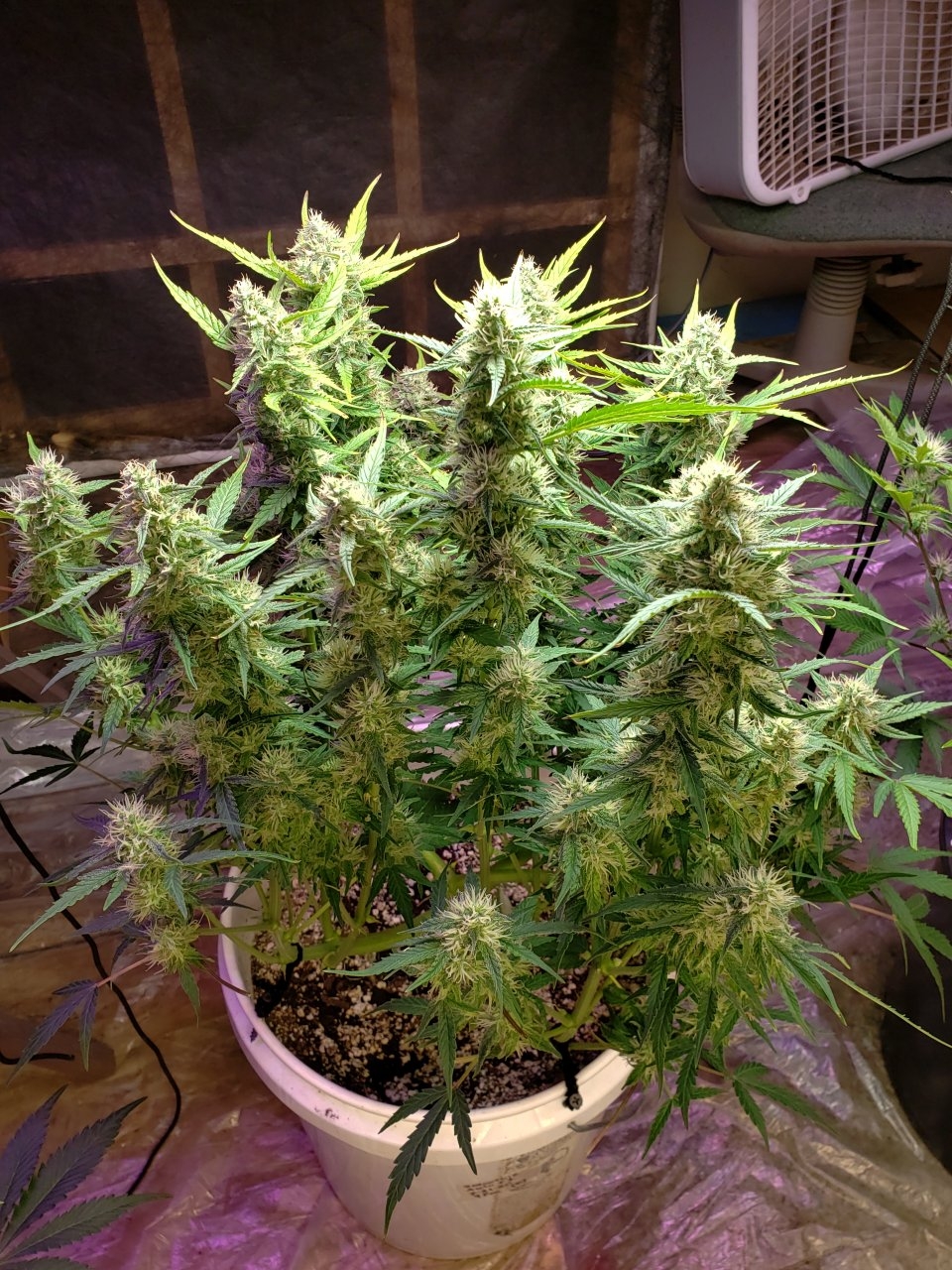 Smoothie auto flower shot