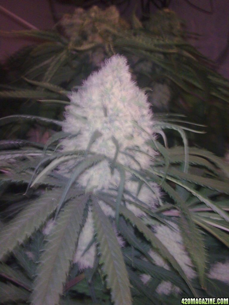 Snow white bud ready to harvest oooh yeah