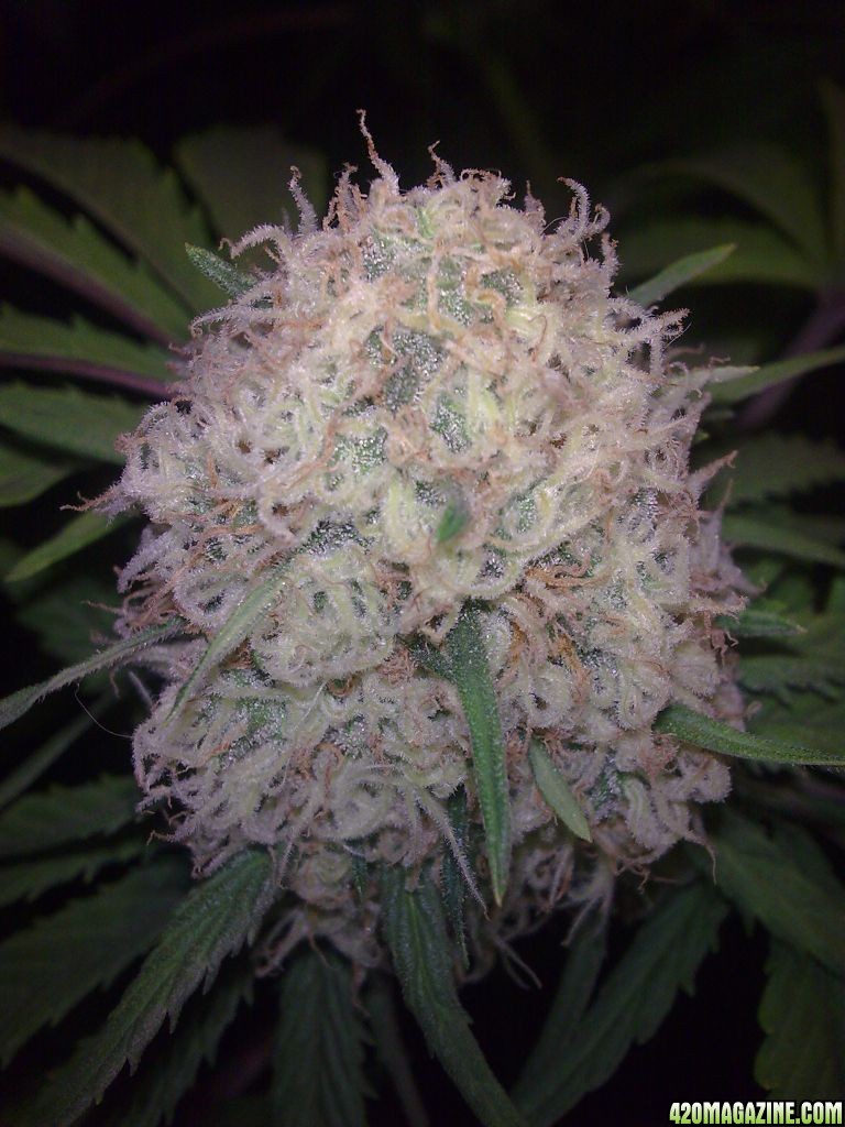 Snow white, closer up, pistils just changing colour