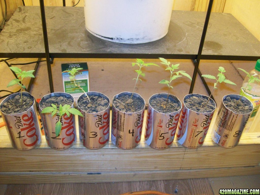 soda can plants