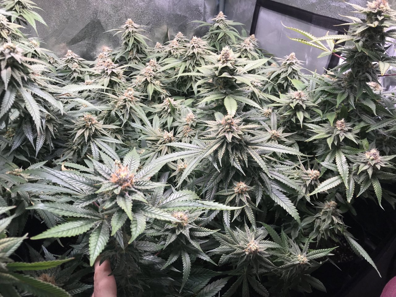 SOGSideOfTheGrow2.JPG