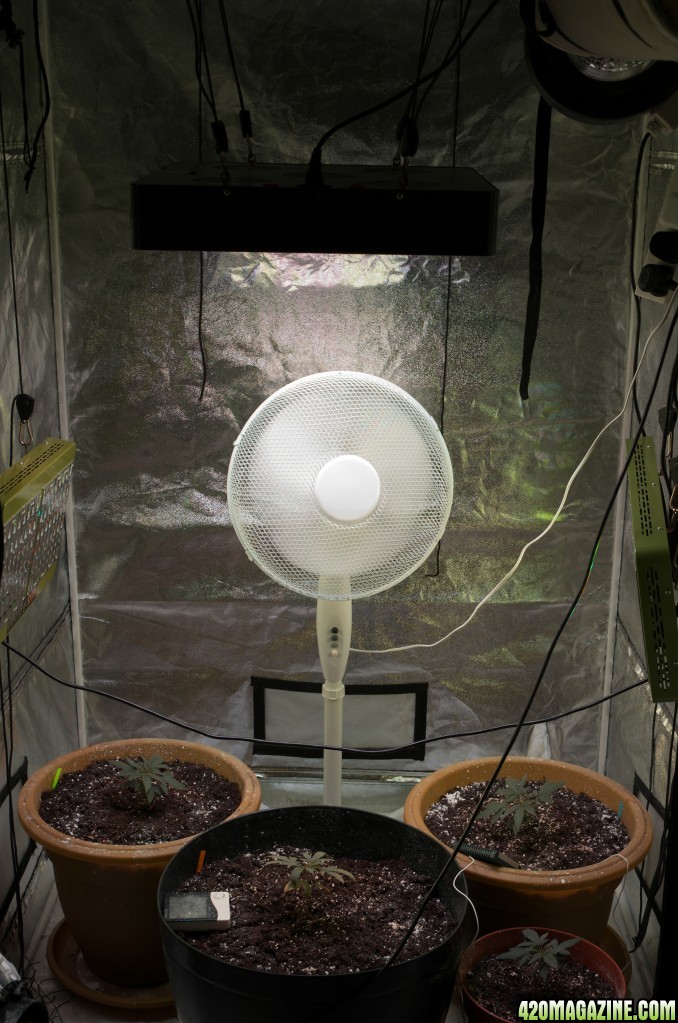 Soil PH test and seedlings