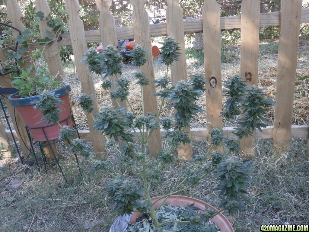 SoilGirl 10-1-14 Harvest :)