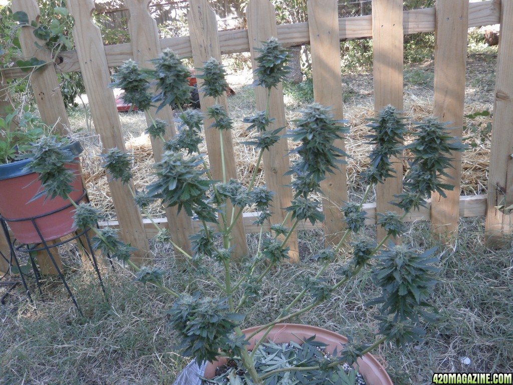 SoilGirl 10-1-14 Harvest :)