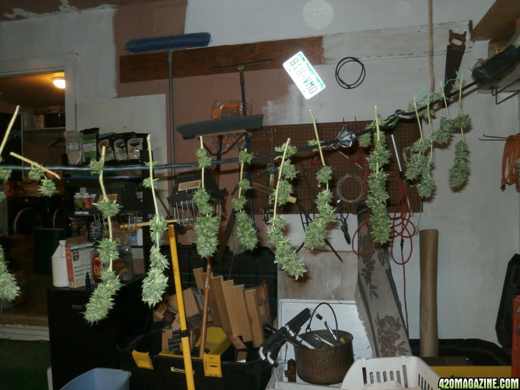 SoilGirl 10-16-14 harvest :)