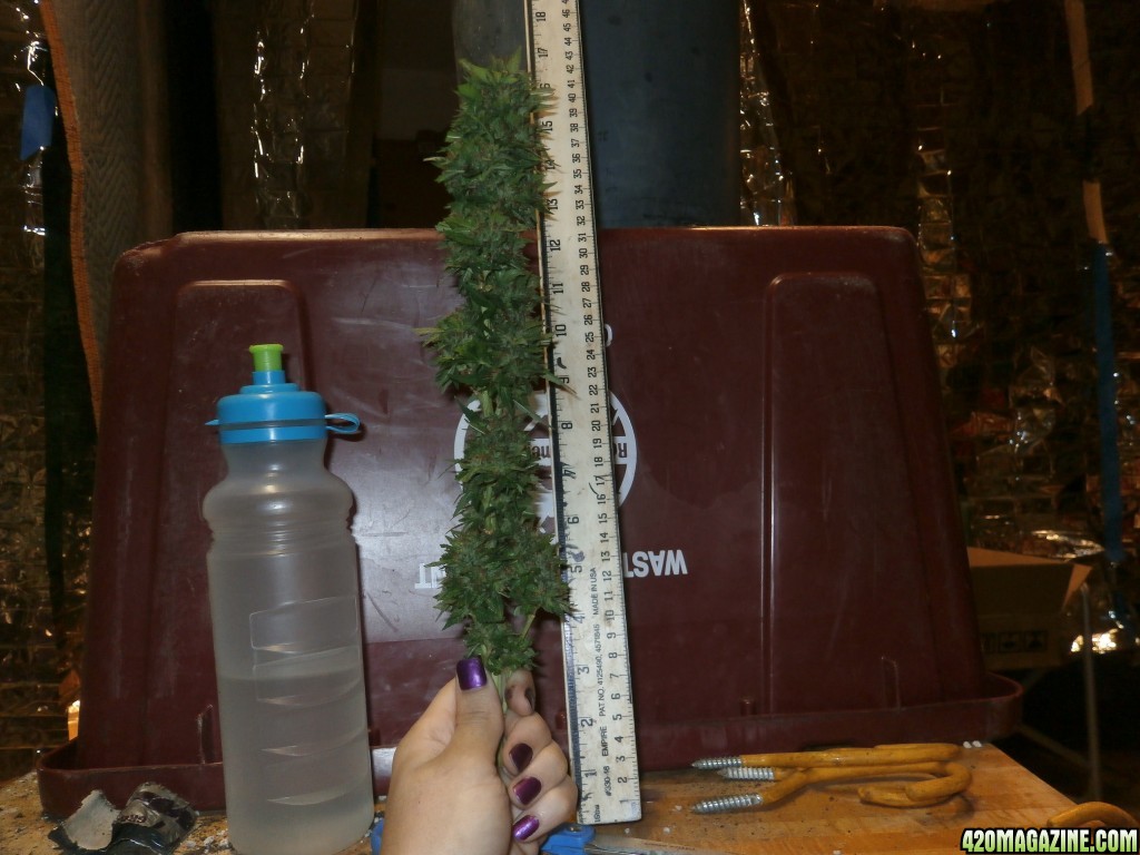 SoilGirl 10-16-14 harvest :)