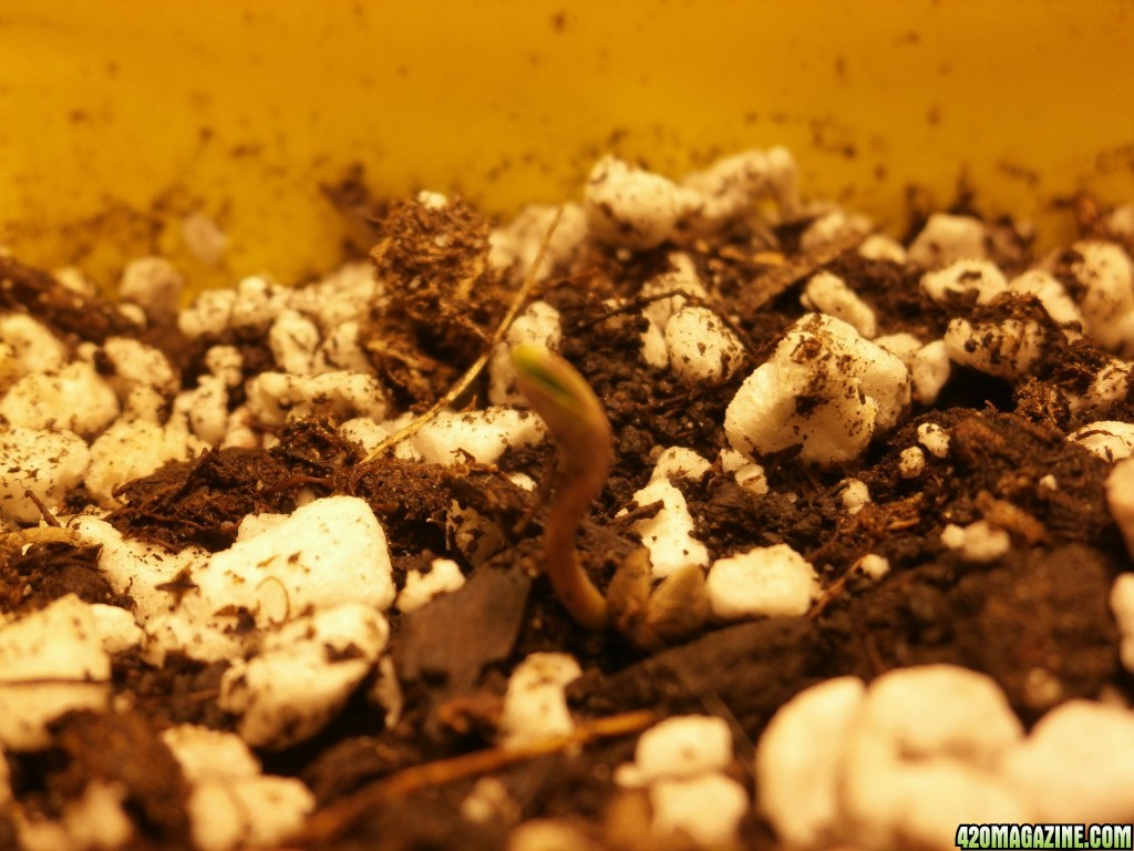 SoilGirl 10-16-14 harvest :)