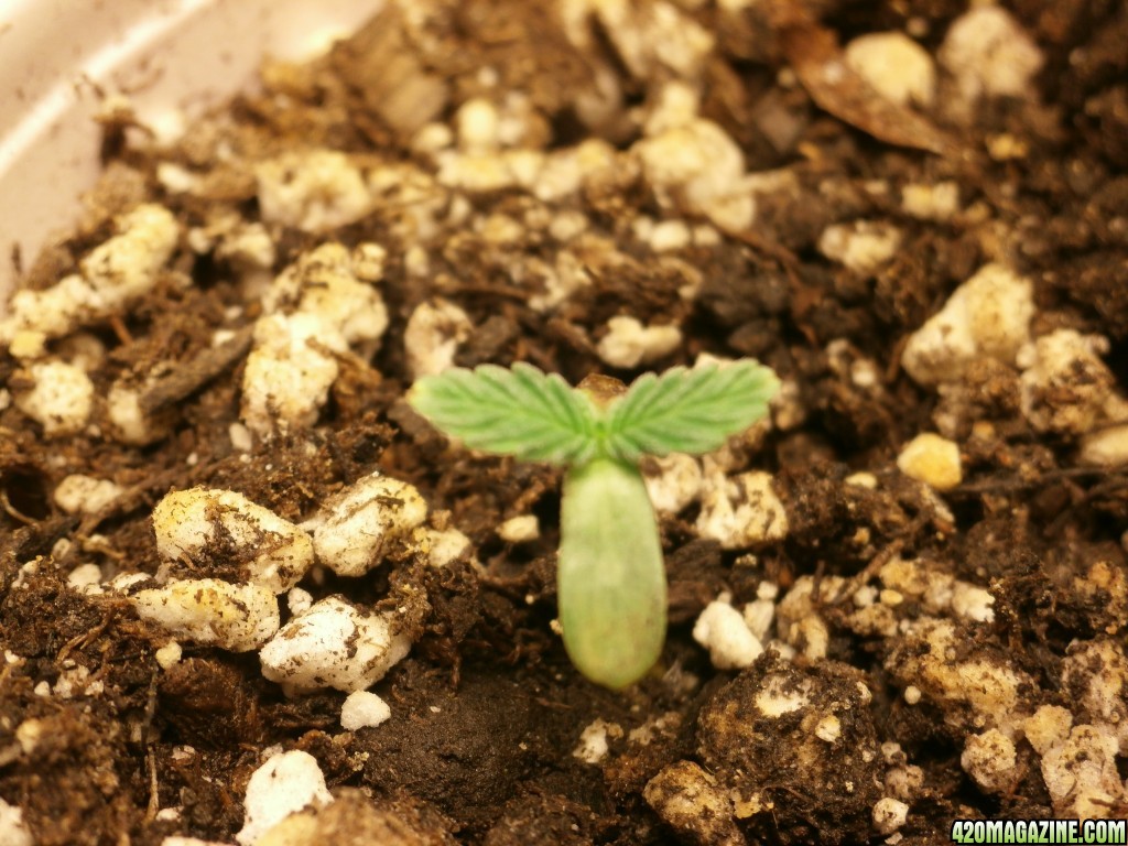 SoilGirl 10-16-14 harvest :)