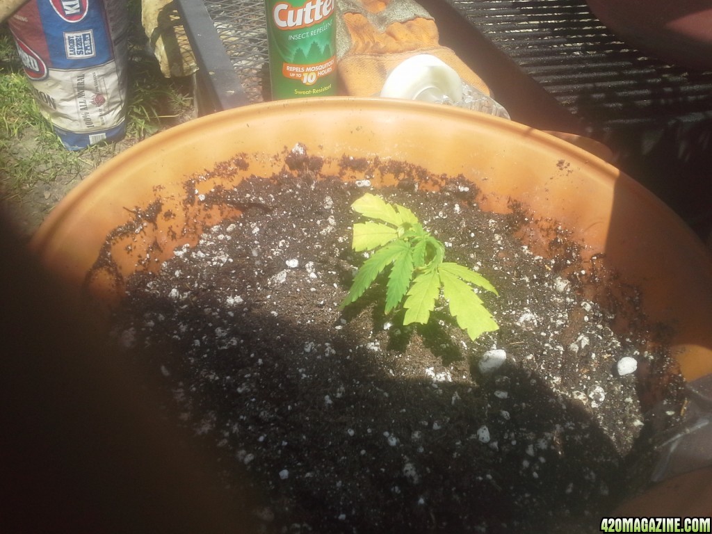 SoilGirl 7/04/14 First Clone! (UKH#2)