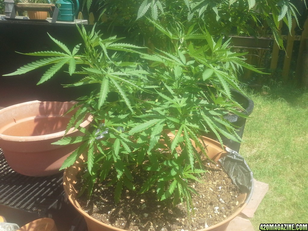 SoilGirl 7/04/14 UKH#2, 5/6 weeks veg