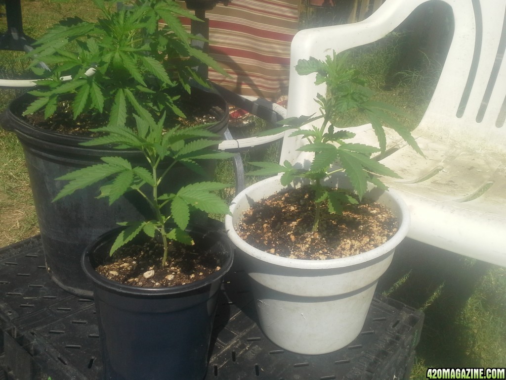 SoilGirl 7-23-14 Outdoor Grow