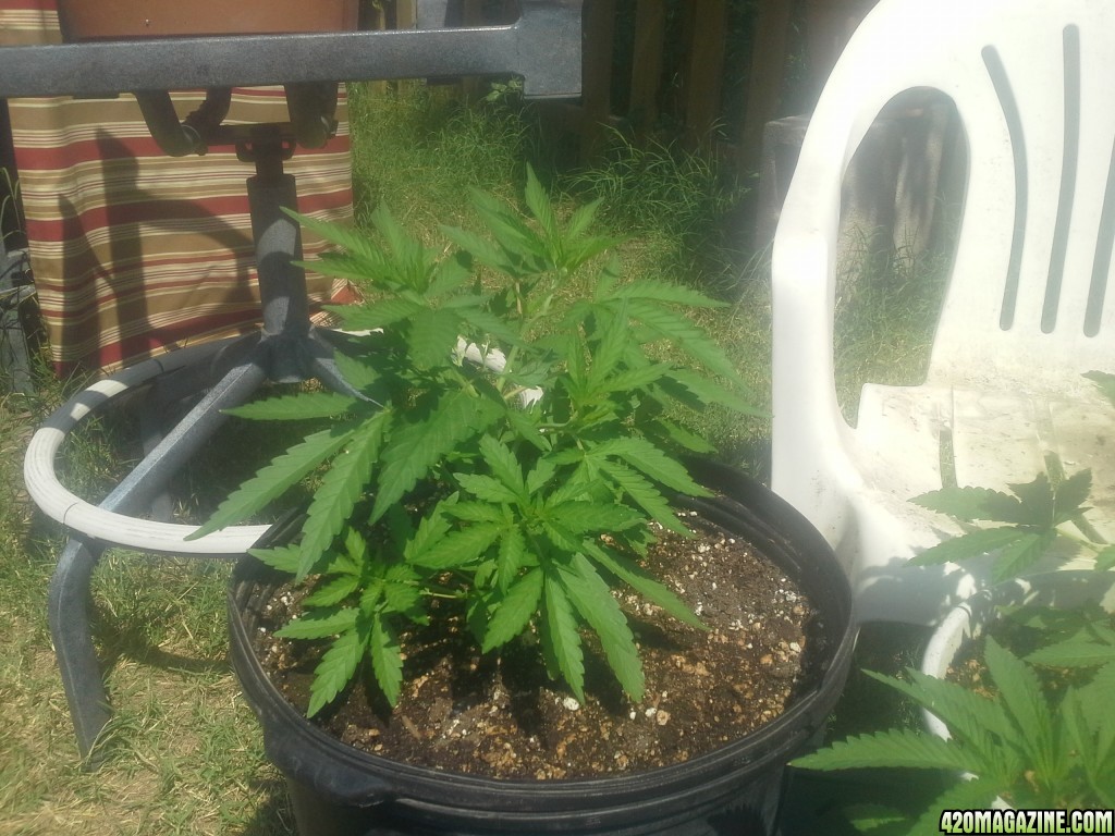 SoilGirl 7-23-14 Outdoor Grow