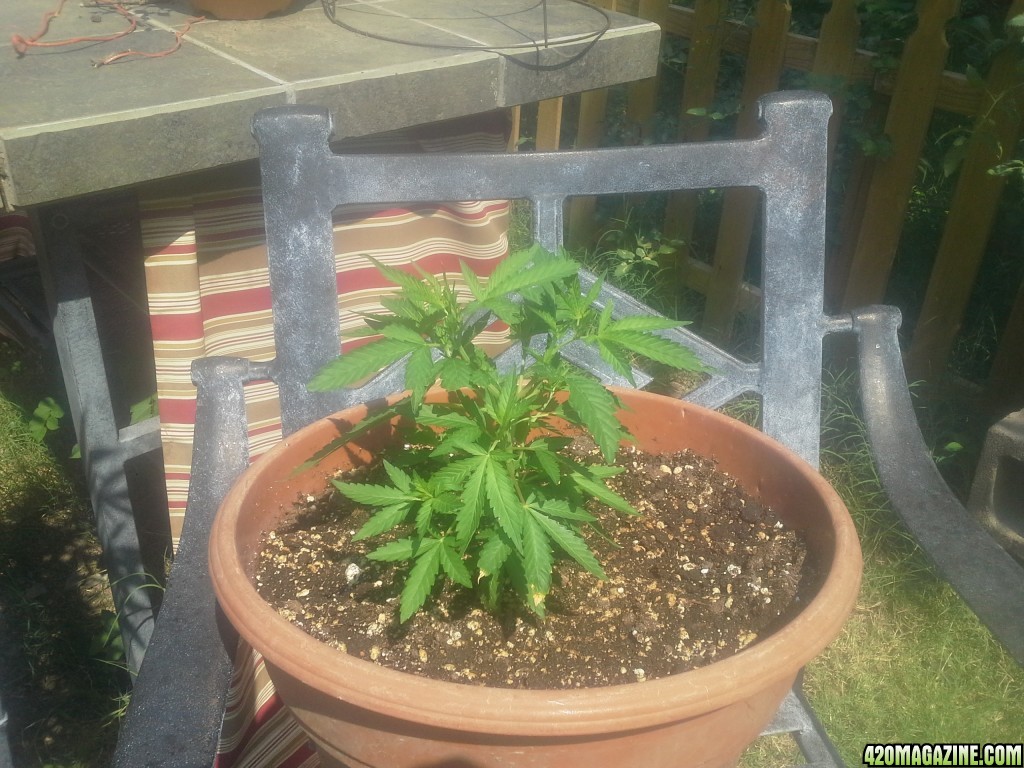 SoilGirl 7-23-14 Outdoor Grow