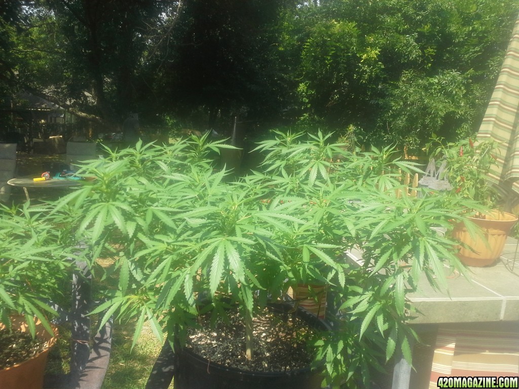 SoilGirl 7-23-14 Outdoor Grow