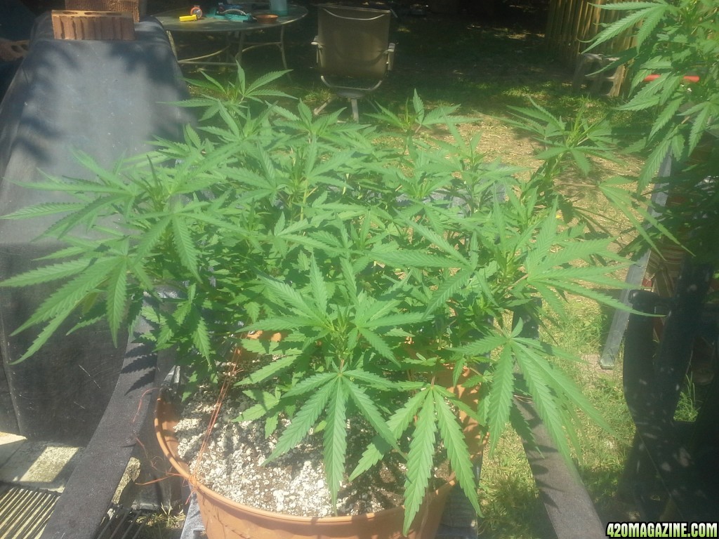 SoilGirl 7-23-14 Outdoor Grow