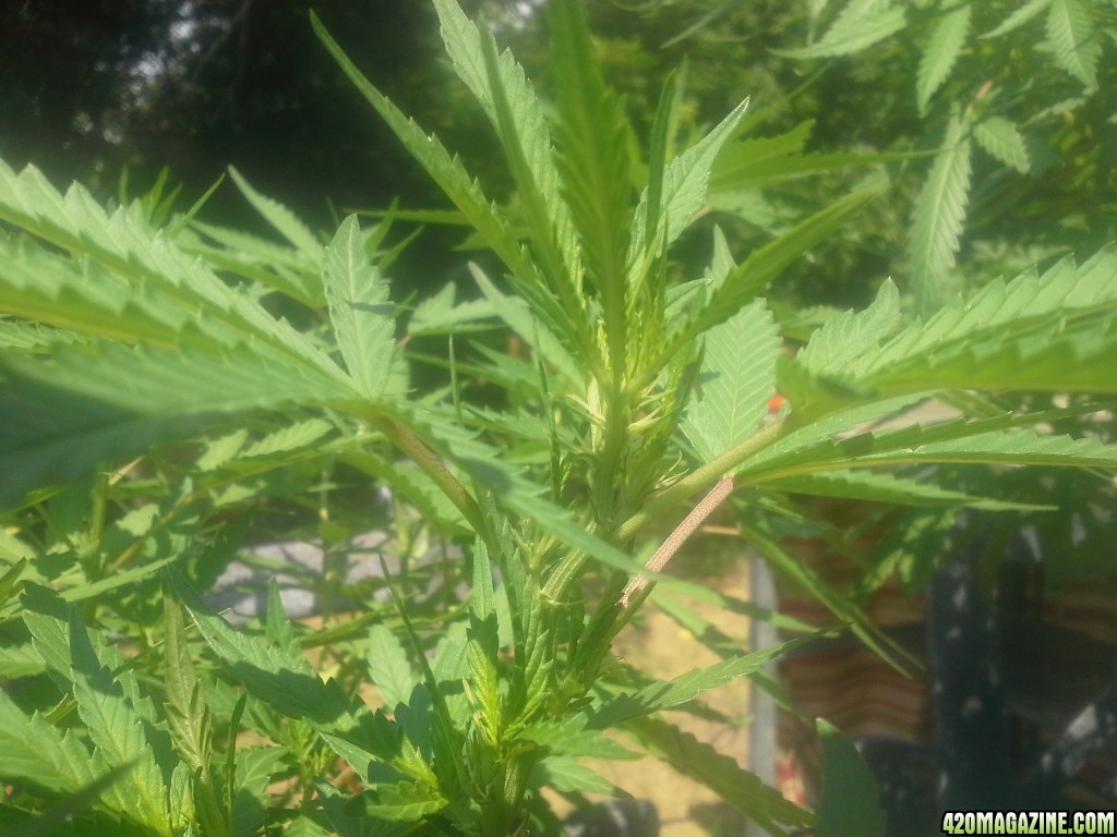 SoilGirl 7-23-14 Outdoor Grow