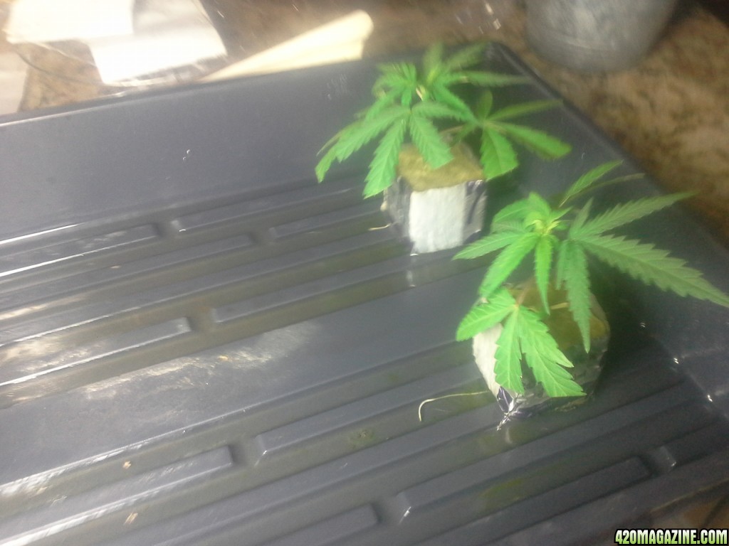 SoilGirl 7-23-14 Outdoor Grow