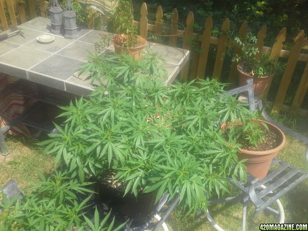 SoilGirl 7-23-14 Outdoor Grow