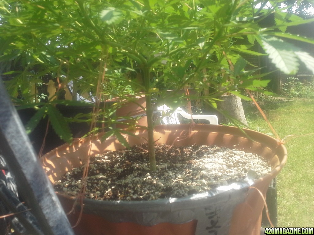 SoilGirl 7-23-14 Outdoor Grow