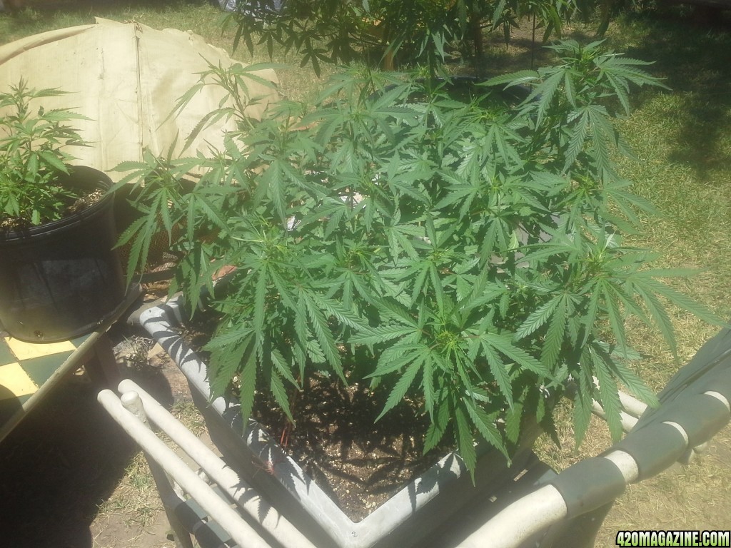 SoilGirl 7-27-14 big UKH2 aka Juicy Lucy