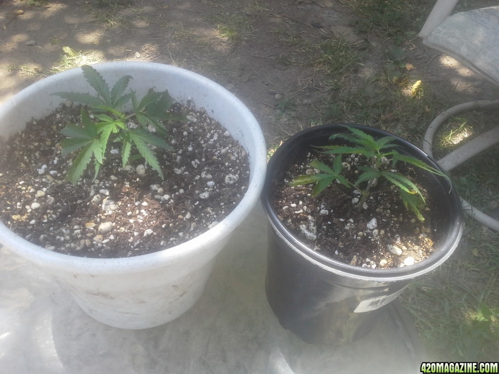 SoilGirl 7-27-14 UKH2 clones