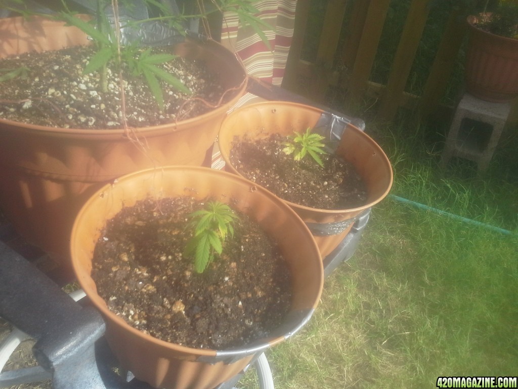 SoilGirl 7/7/14 outdoor clones (UKH#1 and UKH#2)