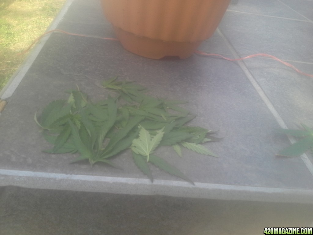 SoilGirl 7/7/14 outdoor defol'ed leaves