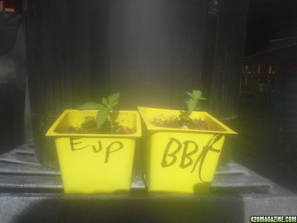 SoilGirl 7/7/14 outdoor sprouts (BBK and EUP)