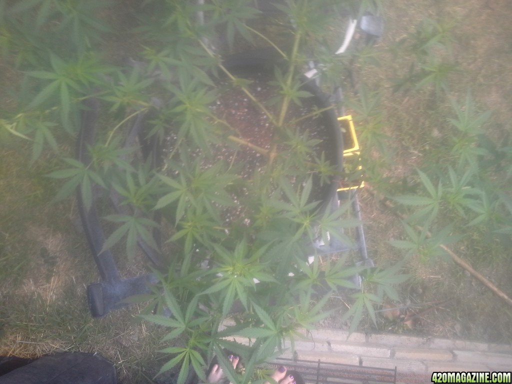 SoilGirl 7/7/14 outdoor UKH#1 from above after some defol