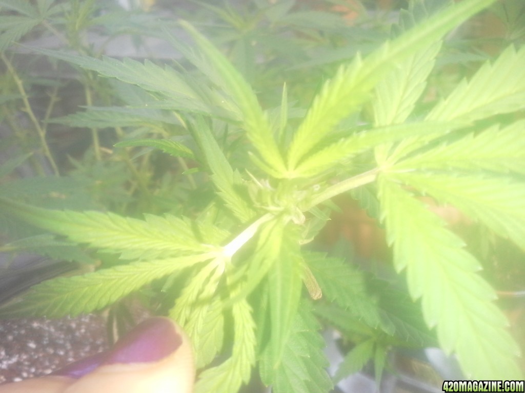 SoilGirl 7/7/14 outdoor zoom in on early flowering/pistils in UKH#1