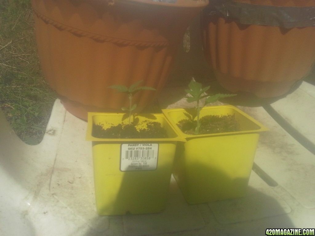 SoilGirl 7-8-14 BBK and Euphoria sprouts