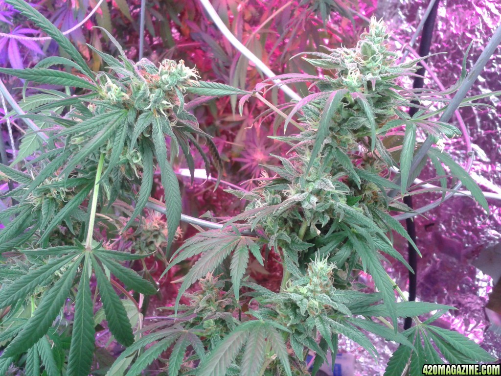 SoilGirl old grow pics Jack Herer #3