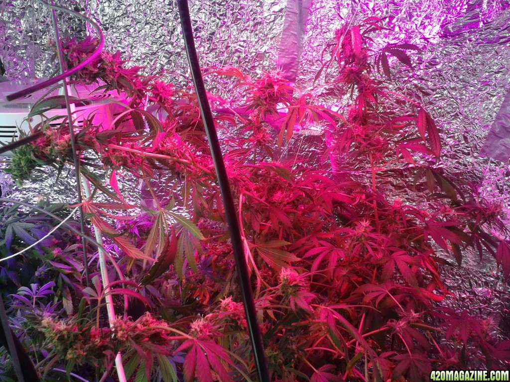 SoilGirl old grow pics Jack Herer #3