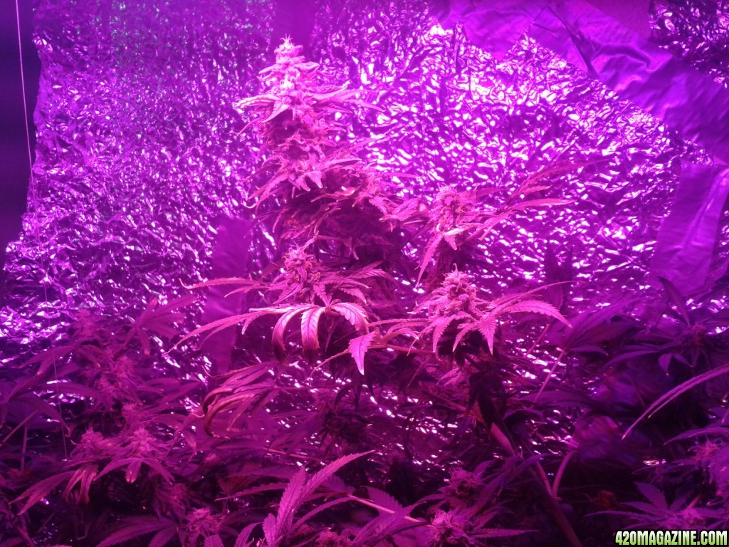 SoilGirl old grow pics Pineapple Kush indoor monster