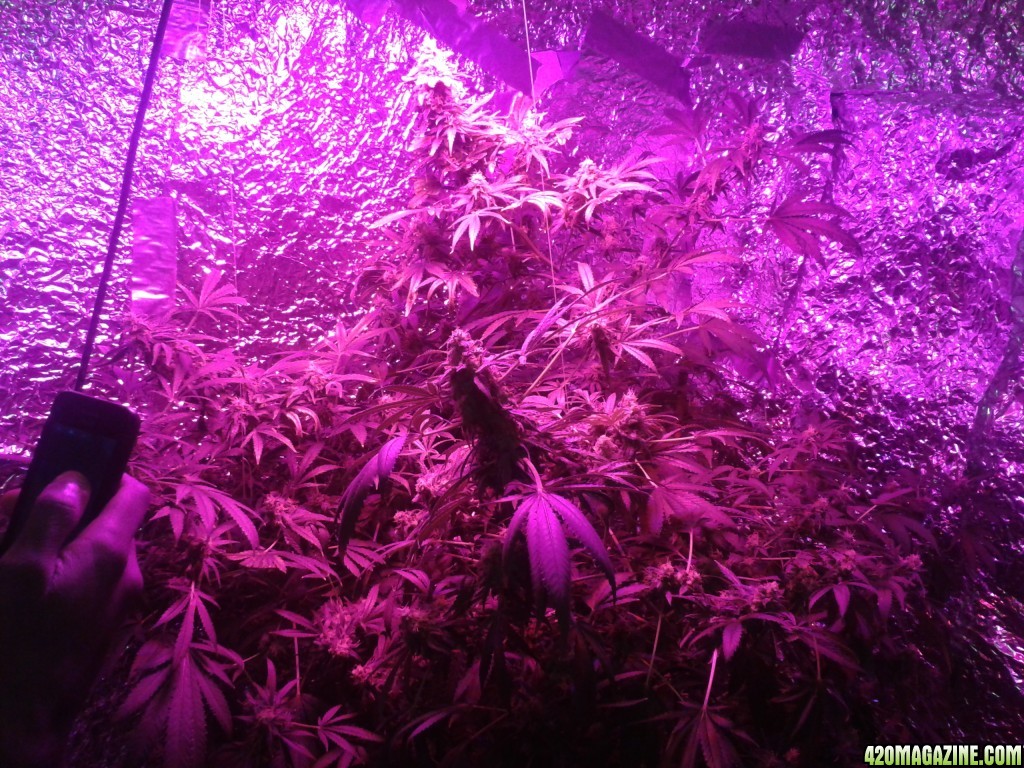 SoilGirl old grow pics Pineapple Kush indoor monstrosity