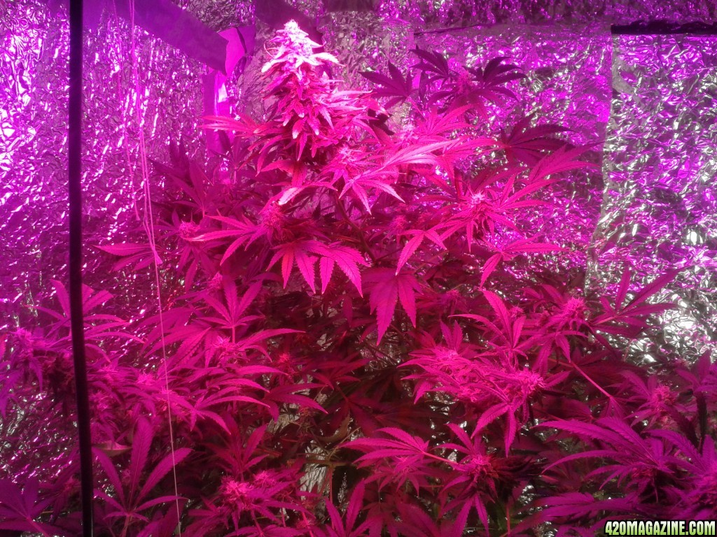 SoilGirl old grow pics Pineapple Kush