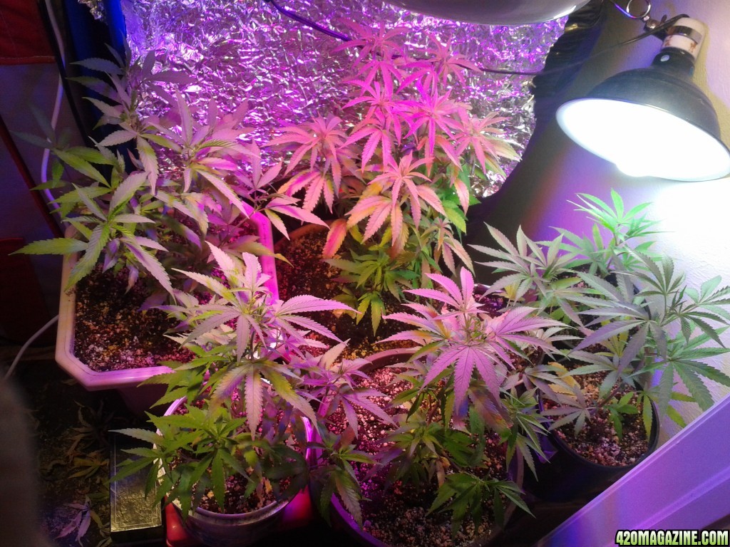 SoilGirl old grow pics young Jack Herer and Sour D