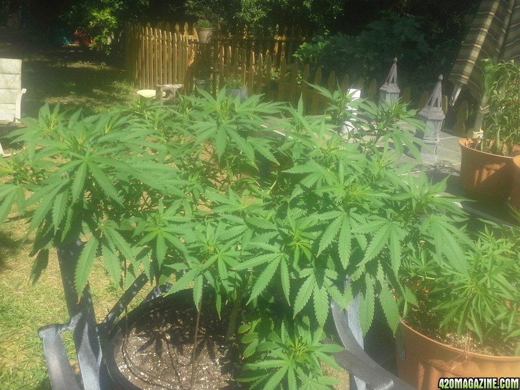 SoilGirl Summer 2014 grow UKH#1 after being caged/tied