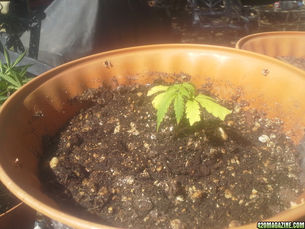 SoilGirl Summer 2014 grow UKH#2 clone, struggling