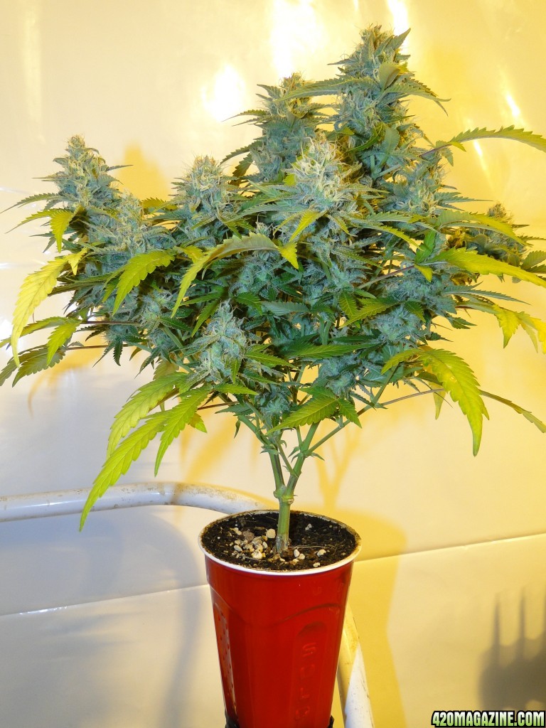 Solo Cup Comp.-Jilly Bean-Day 45 of Flowering